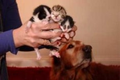 Kittens with rescue dog